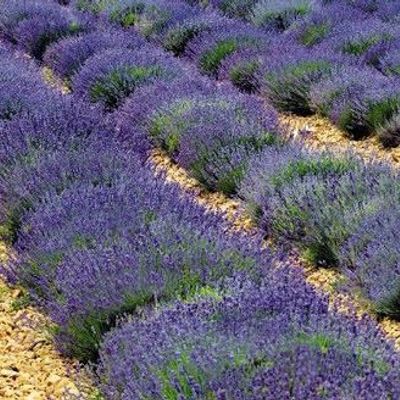 lavender- herb- image