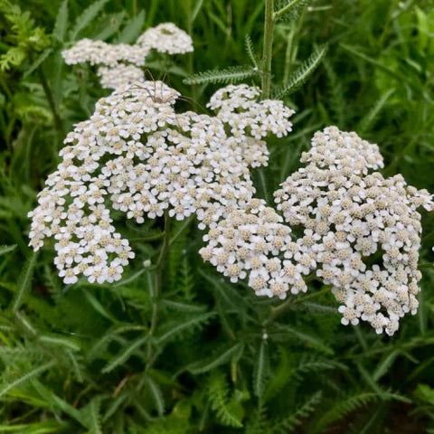 Herbs, Yarrow White - Achillea millefolium
