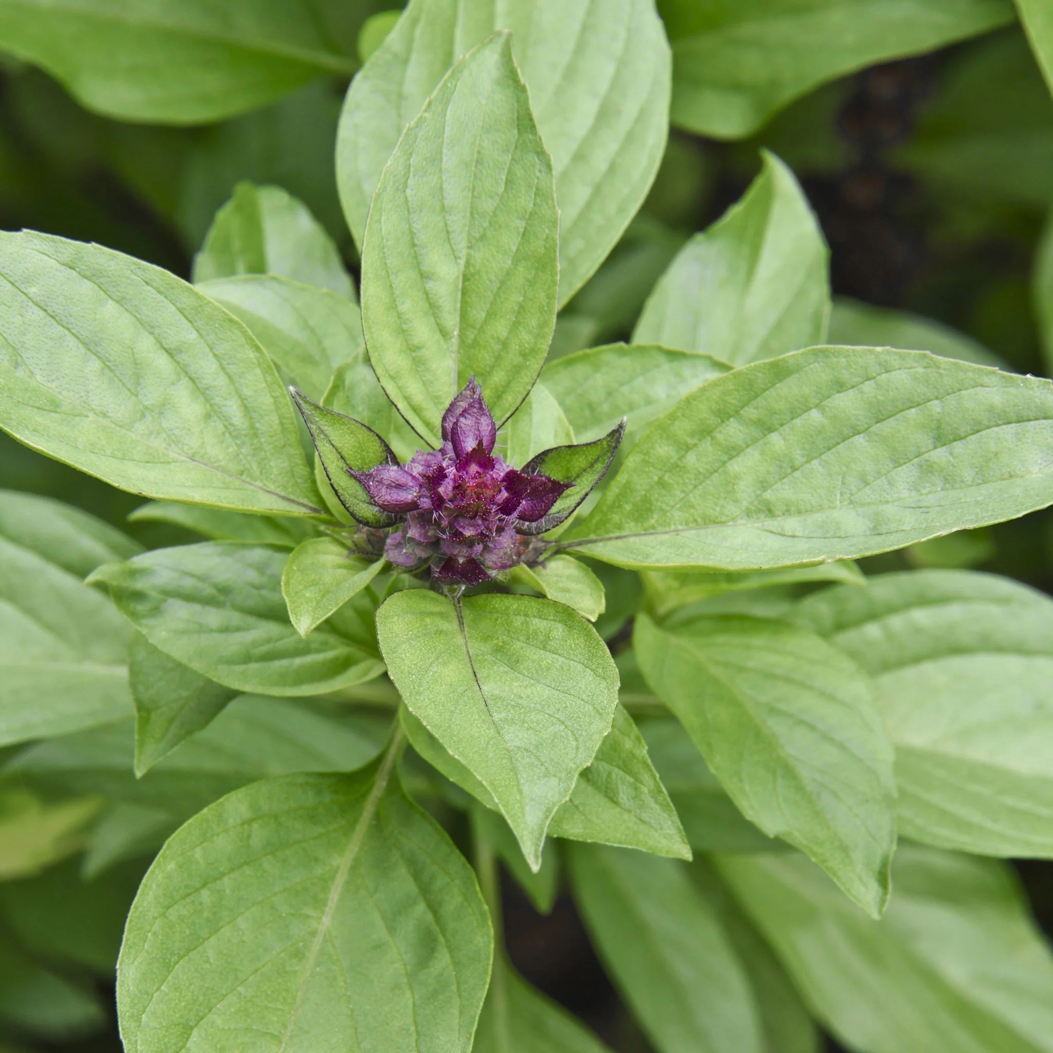 Herbs, Basil, Thai - Ocimum Basilicum