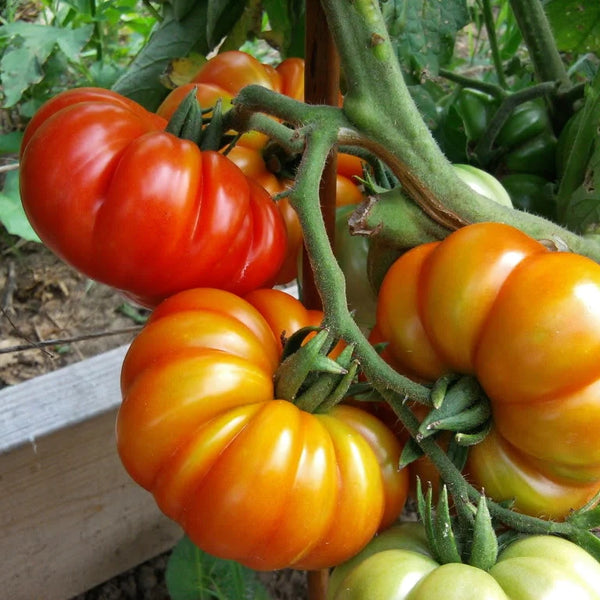 Vegetables, Tomato (Slicing), Costoluto Genovese - Solanum Lycopersicum