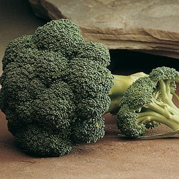 broccoli- image
