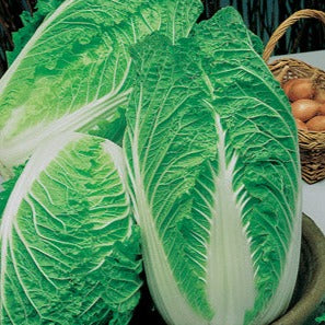 chinese- cabbage- image