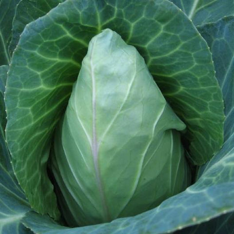 early jersey- cabbage- image