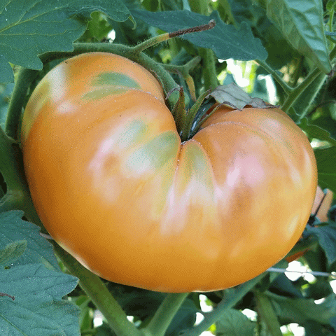 goldie- heirloom- tomato- slicing- image