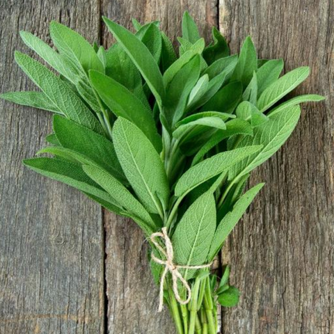 Herbs, Sage - Salvia Officinalis