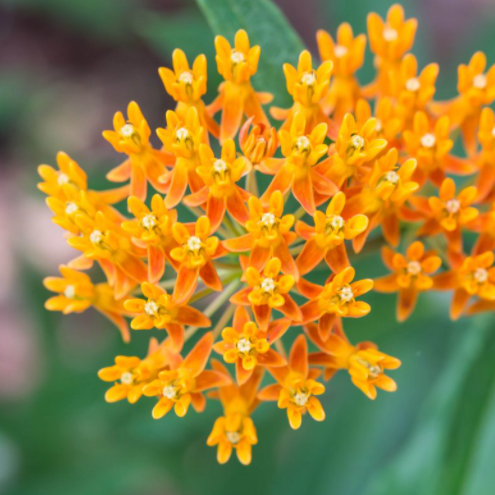 butterfly weed- image