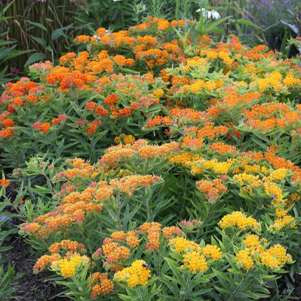 butterfly weed- image