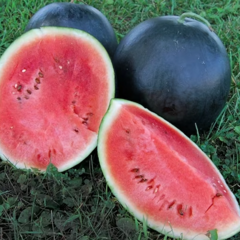 blacktail- watermelon- image