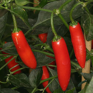 serrano- chili- pepper- image