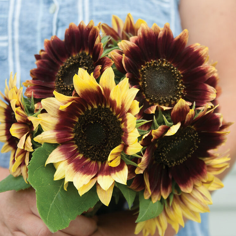 florenza- sunflower- image
