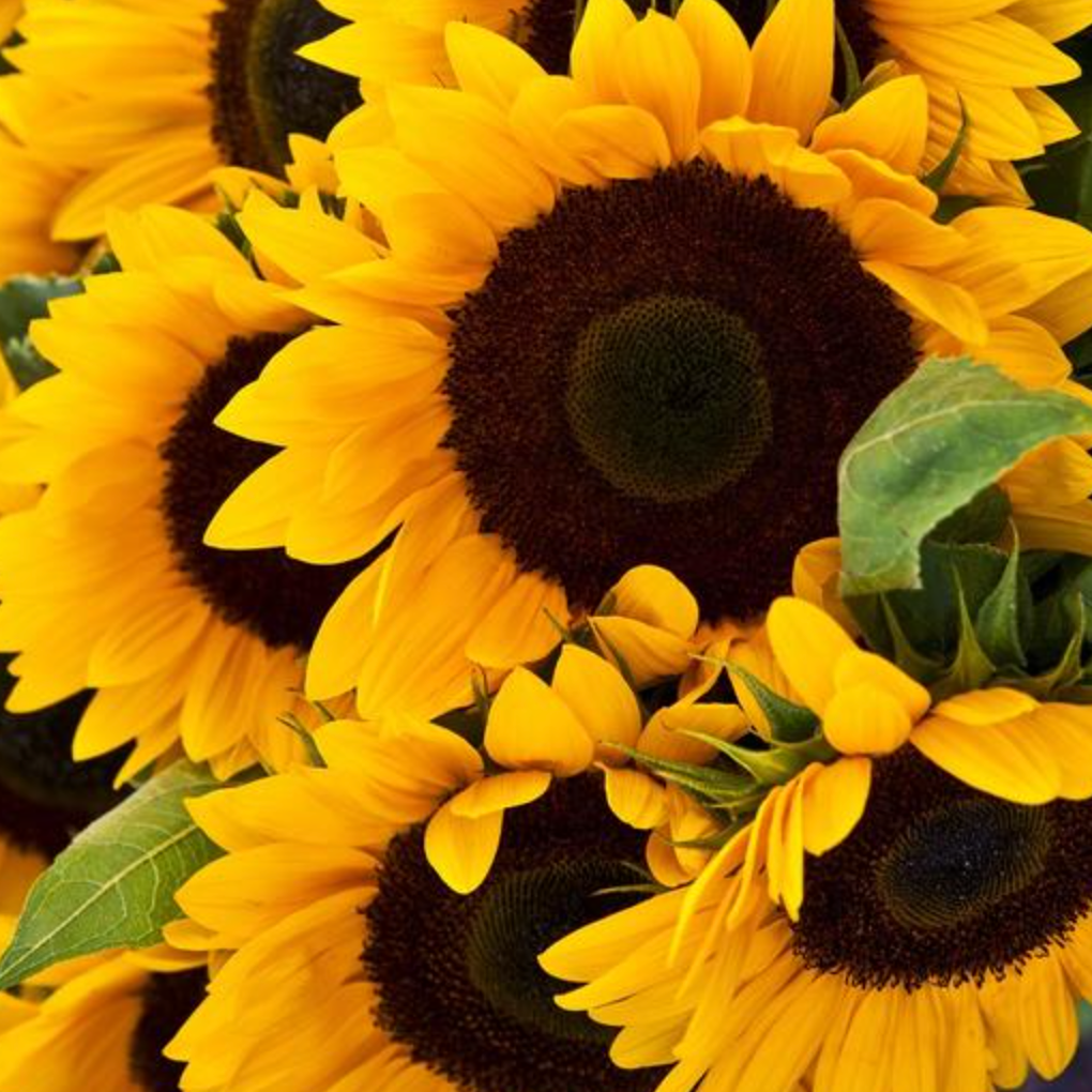 Flower, Sunflower, Mammoth Grey Stripe - Helianthus Annuus