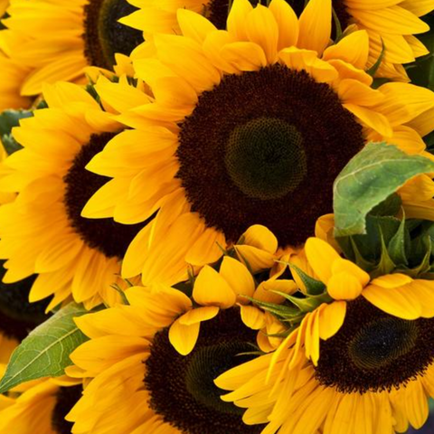 Flower, Sunflower, Mammoth Grey Stripe - Helianthus Annuus