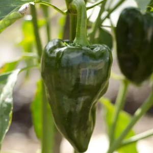 ancho- poblano- pepper- image
