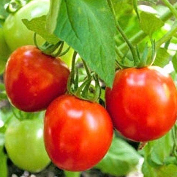 Vegetables, Tomato (Slicing), Glacier - Solanum Lycopersicum