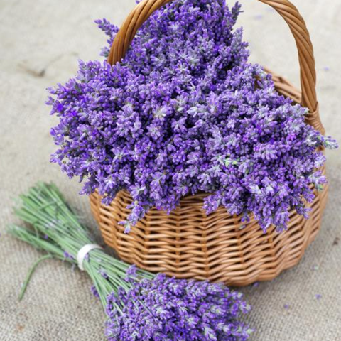 Herbs, Lavender - Lavandula Angustifolia