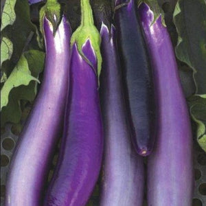 pingtung- eggplant- image
