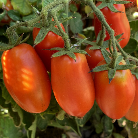 Vegetables, Tomato (Plum), San Marzano - Solanum Lycopersicum