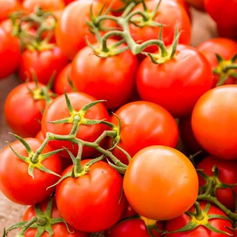 Vegetables, Tomato (Cherry), Aosta Valley - Solanum Esculentum