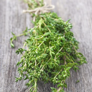 Herbs Thyme - Thymus Vulgaris